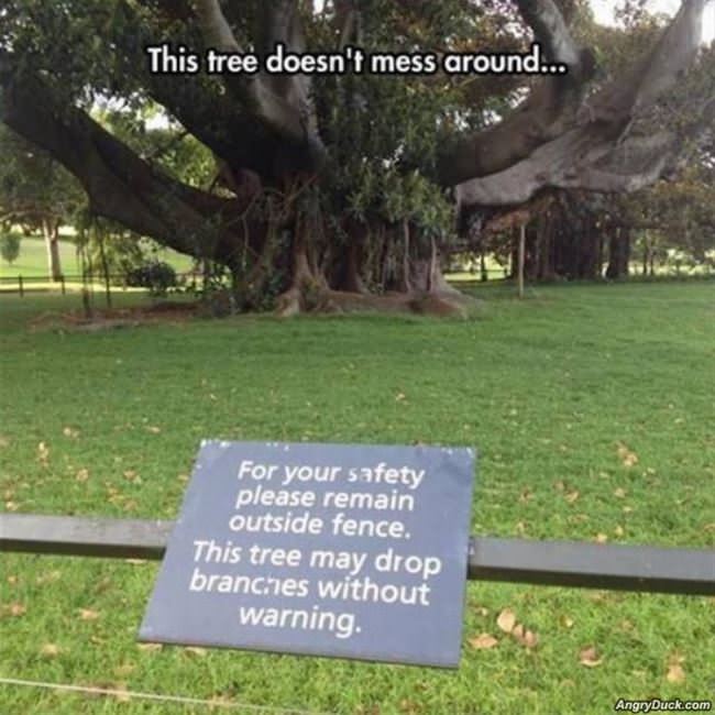 This Tree Does Not Mess Around