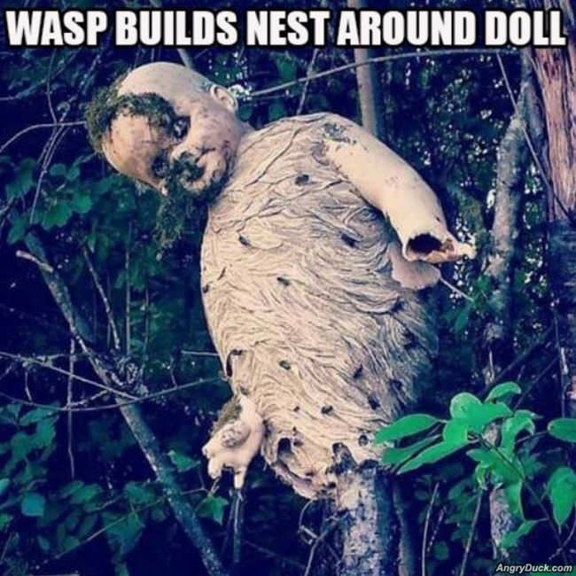 Wasps Nest