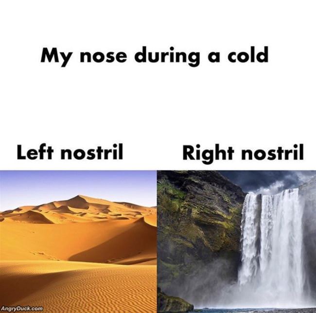 My Nose During A Cold