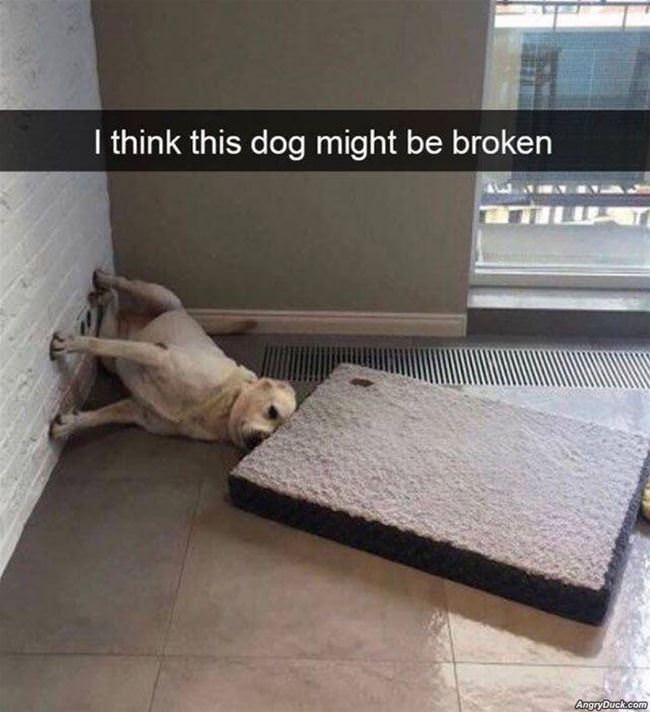 I Think This Dog Might Be Broken