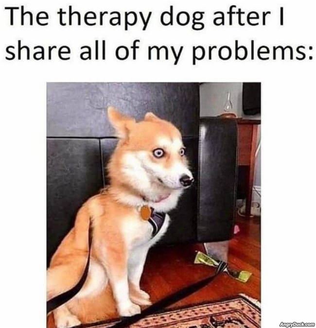 The Therapy Dog