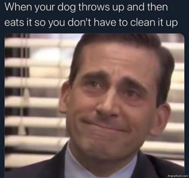 When Your Dog