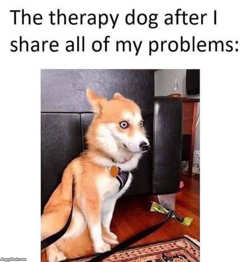 The Therapy Dog