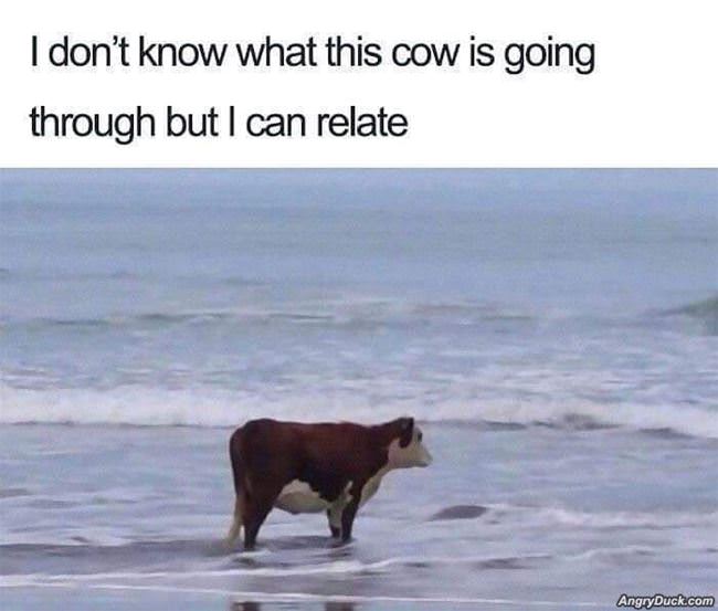 I Can Relate To This Cow