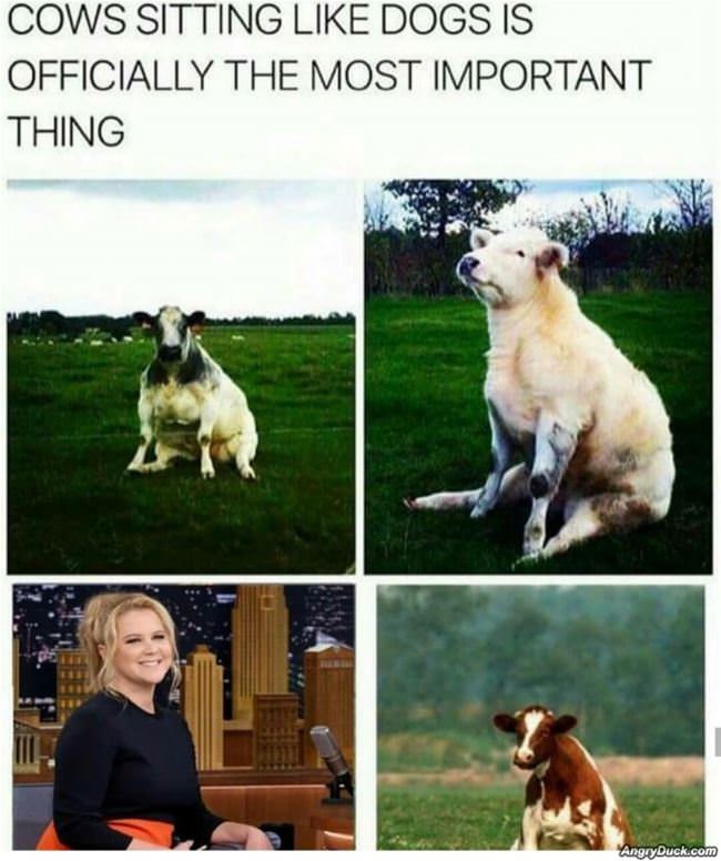 Cows Sitting Like Dogs