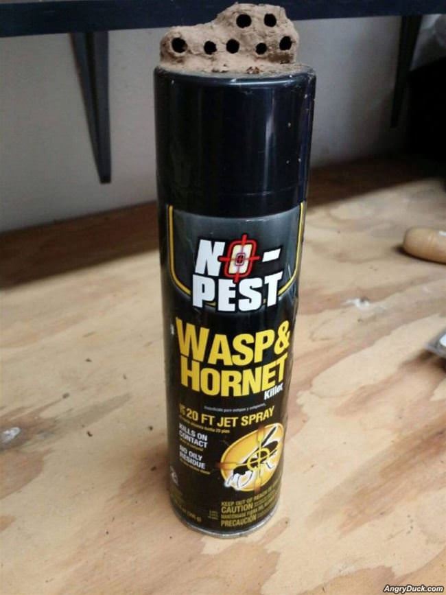 A Wasp Problem