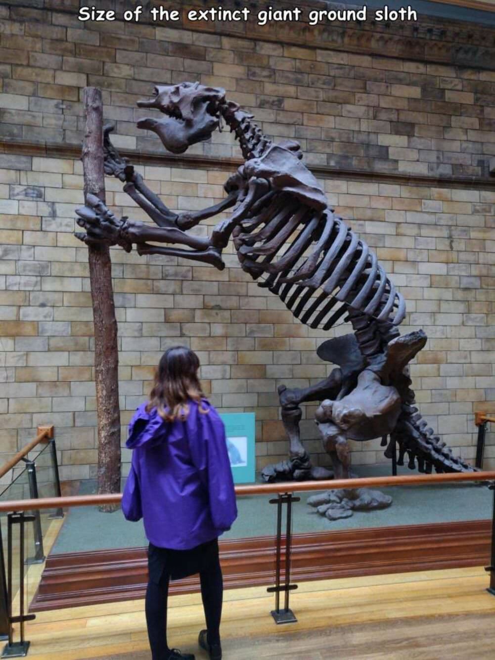 the ground sloth