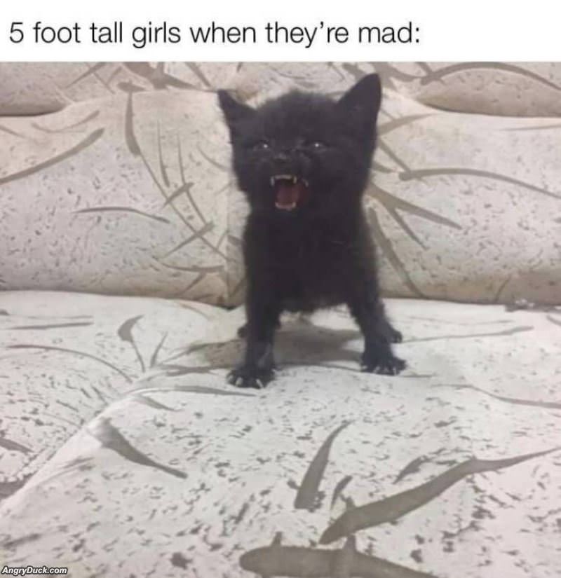 5 Feet Tall And Mad