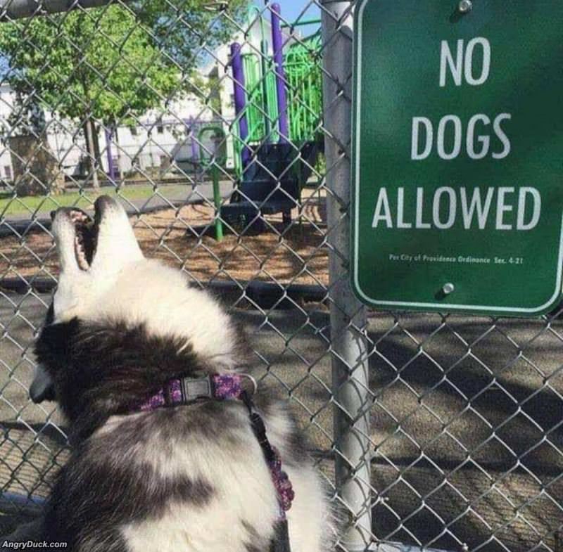 No Dogs Allowed