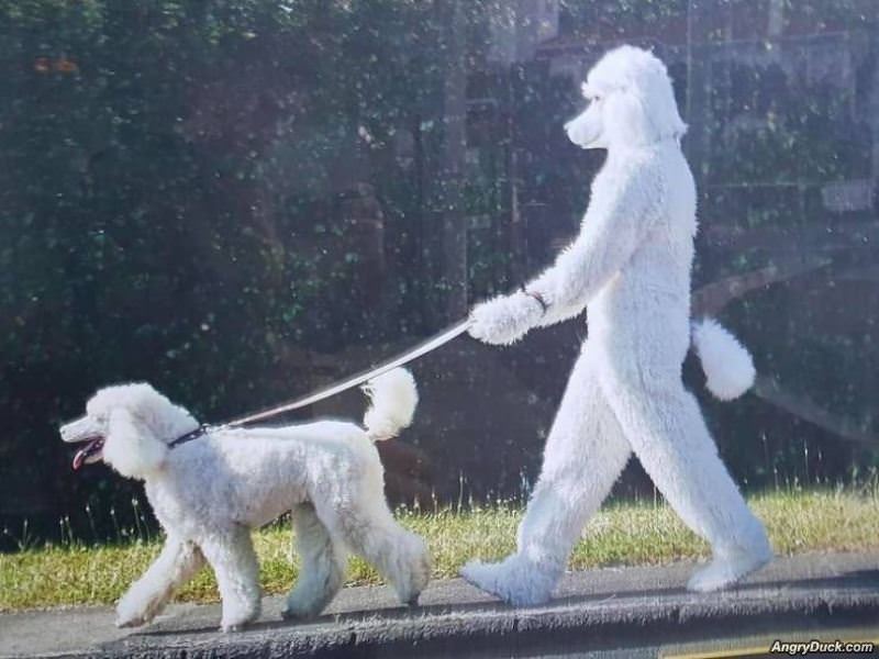 Walking The Dog With Style