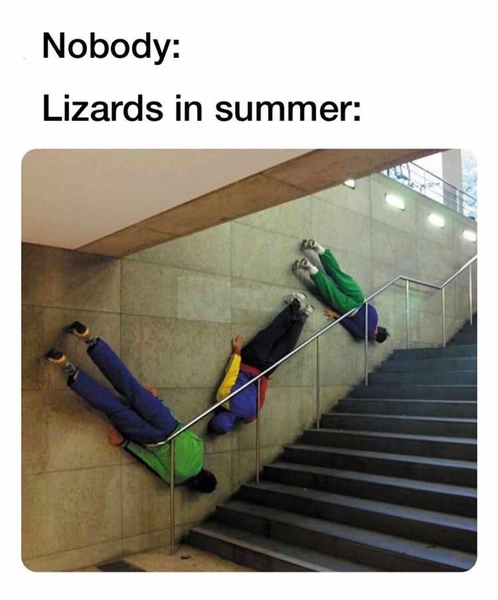 lizards