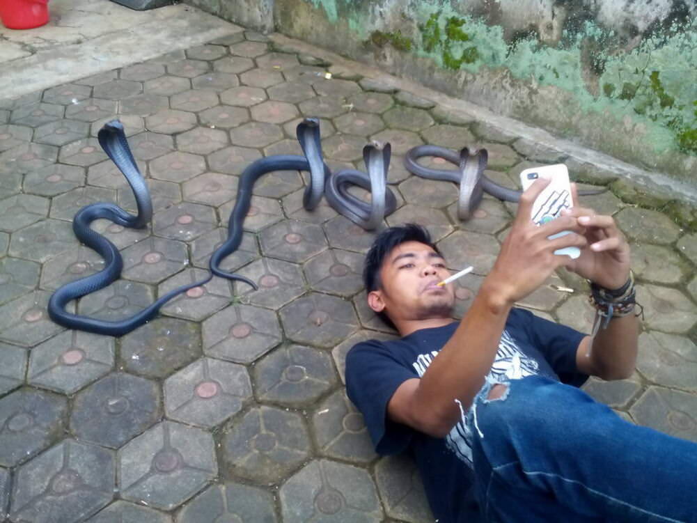 snakes