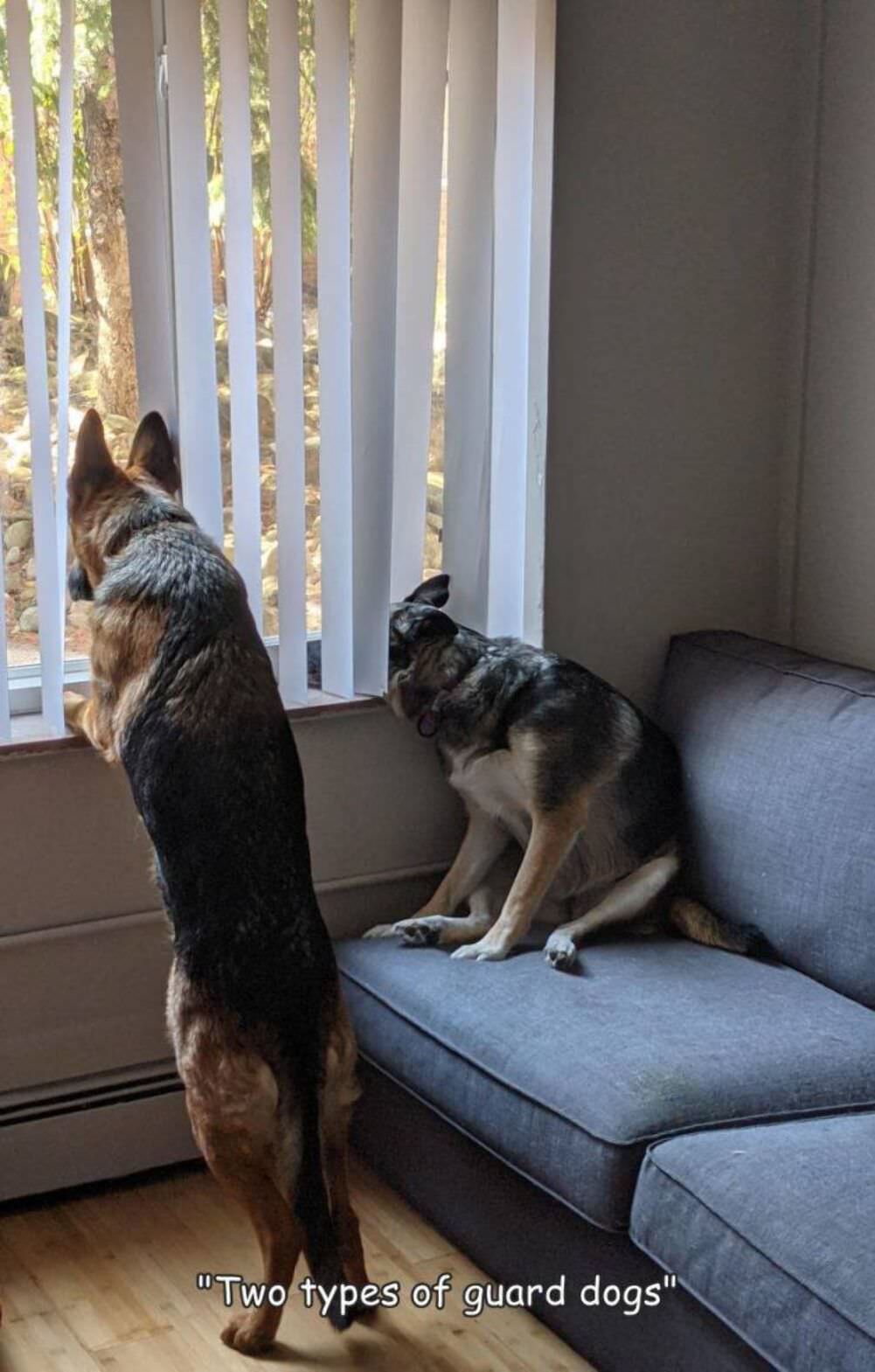 two types of guard dogs