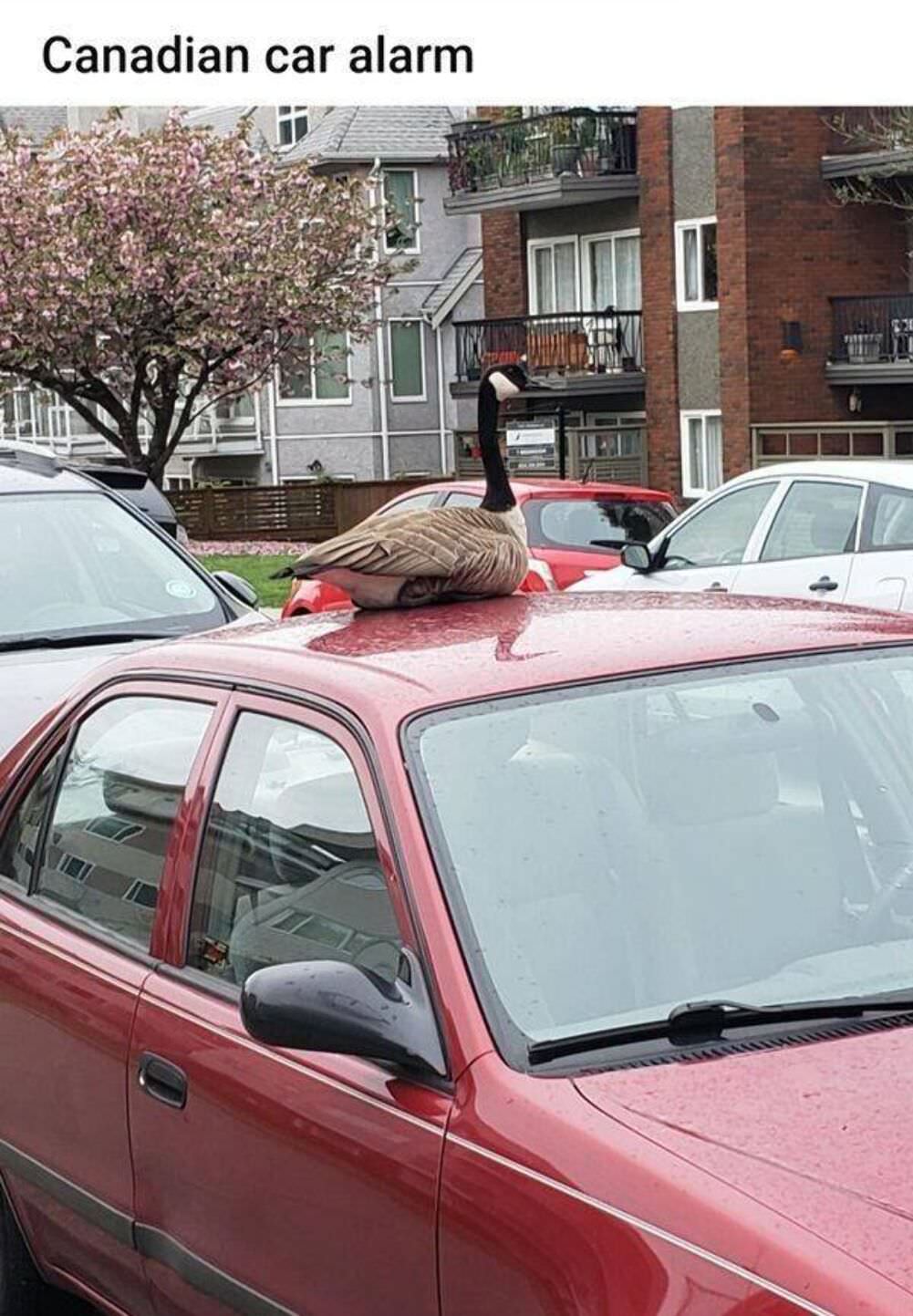 canadian car alarm