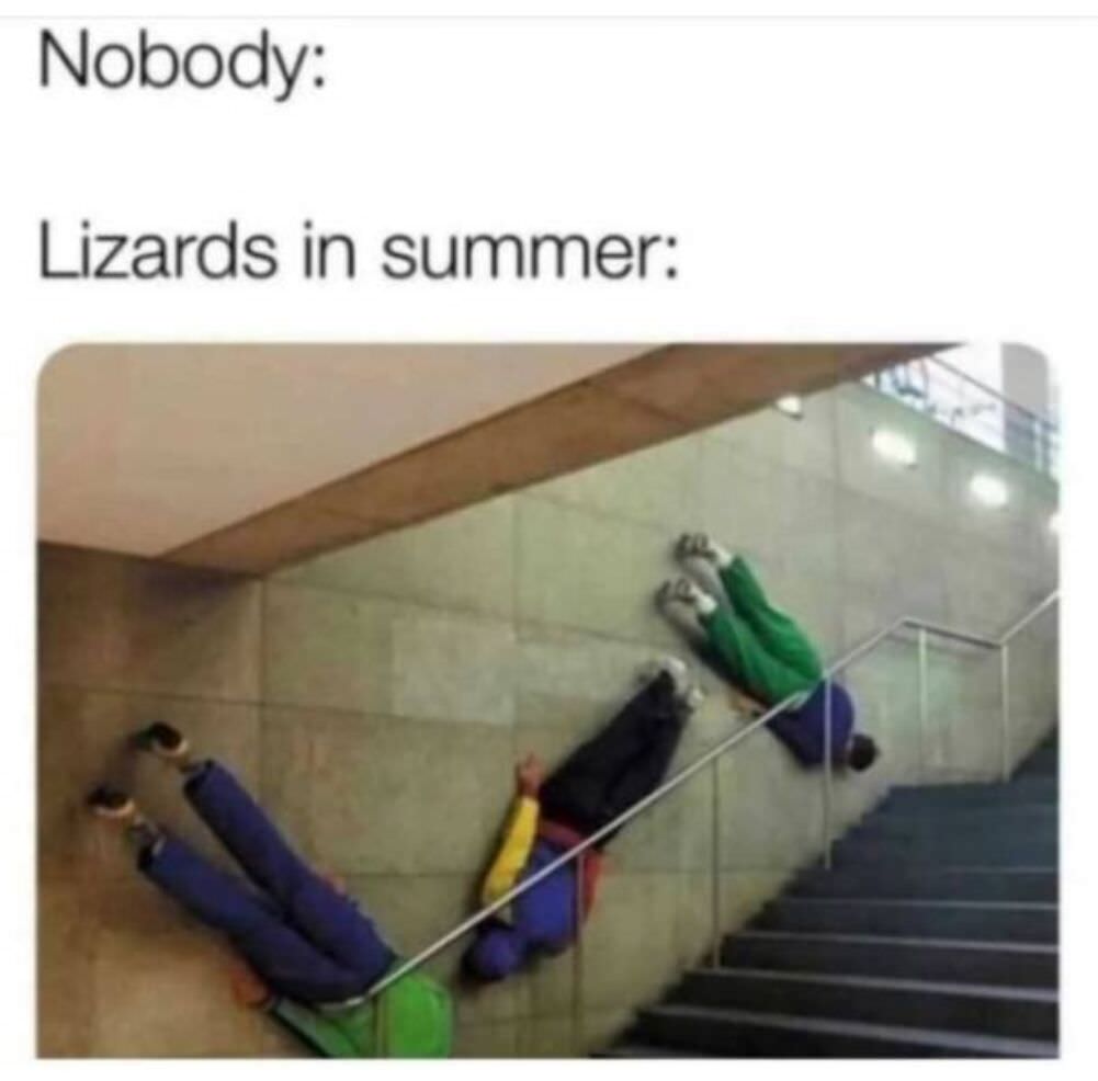 lizards