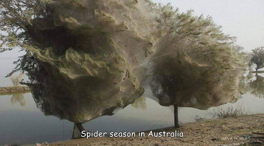 spider season