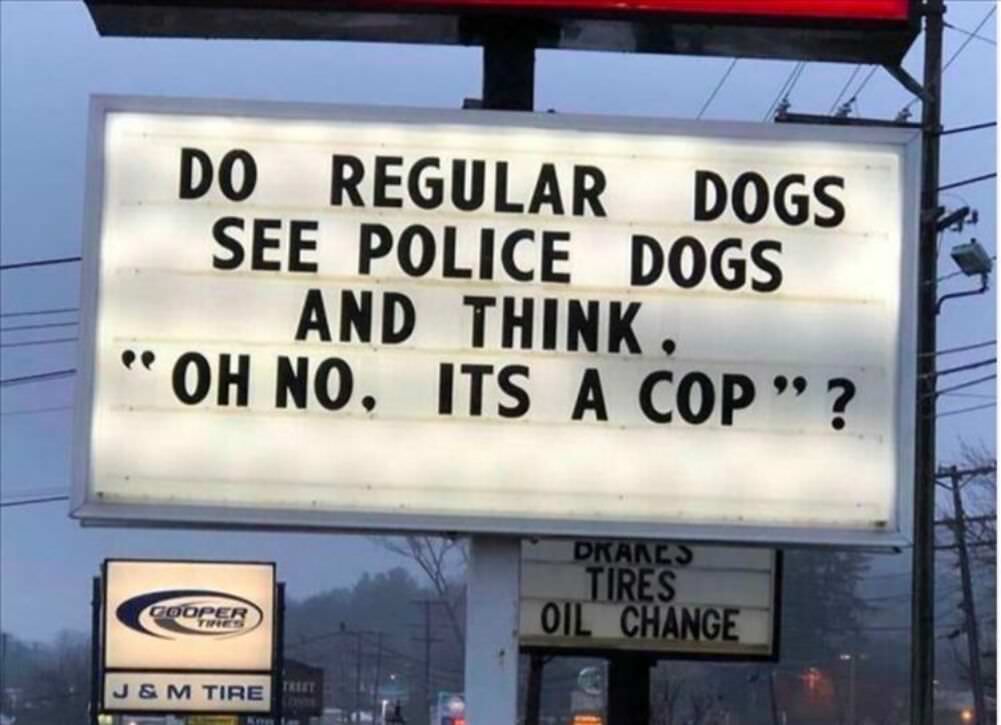 do regular dogs