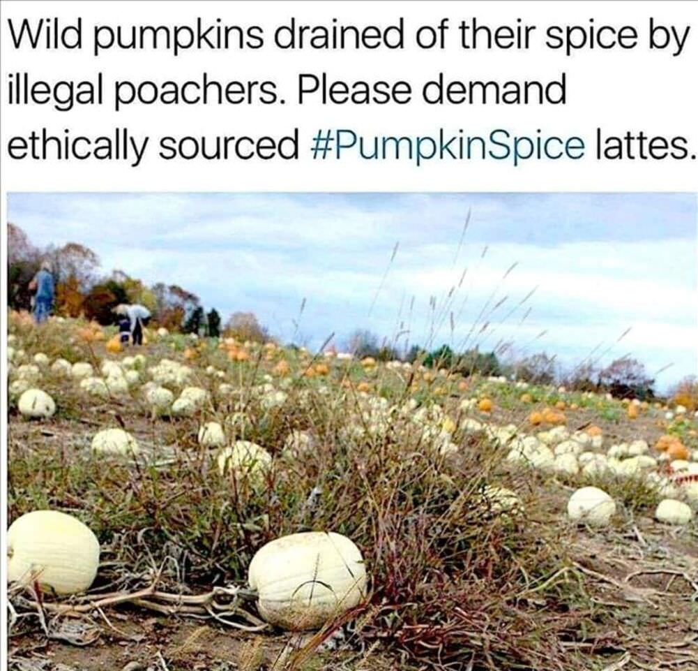 wild-pumpkins