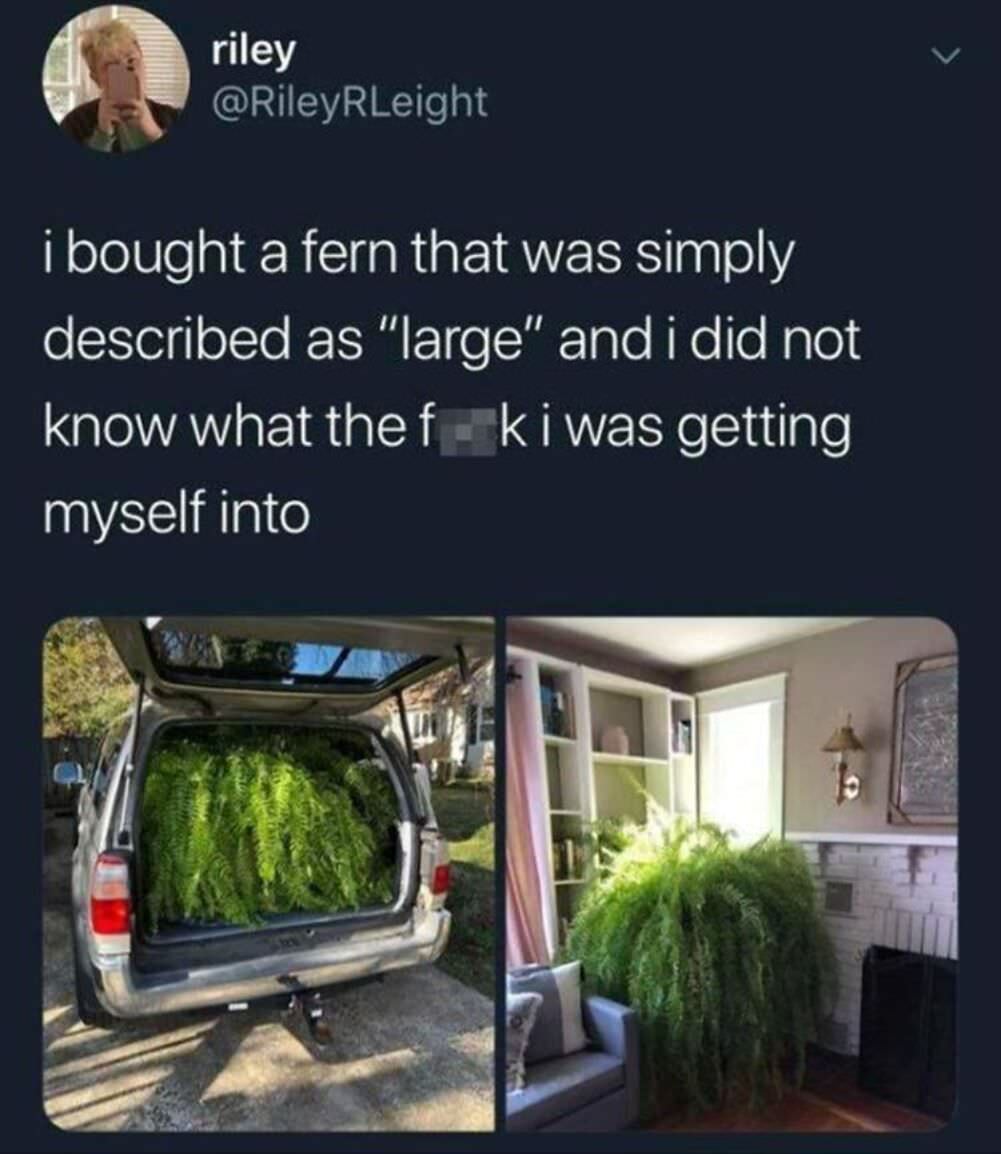 large fern