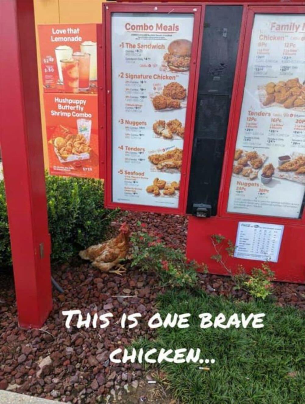 this is one brave chicken