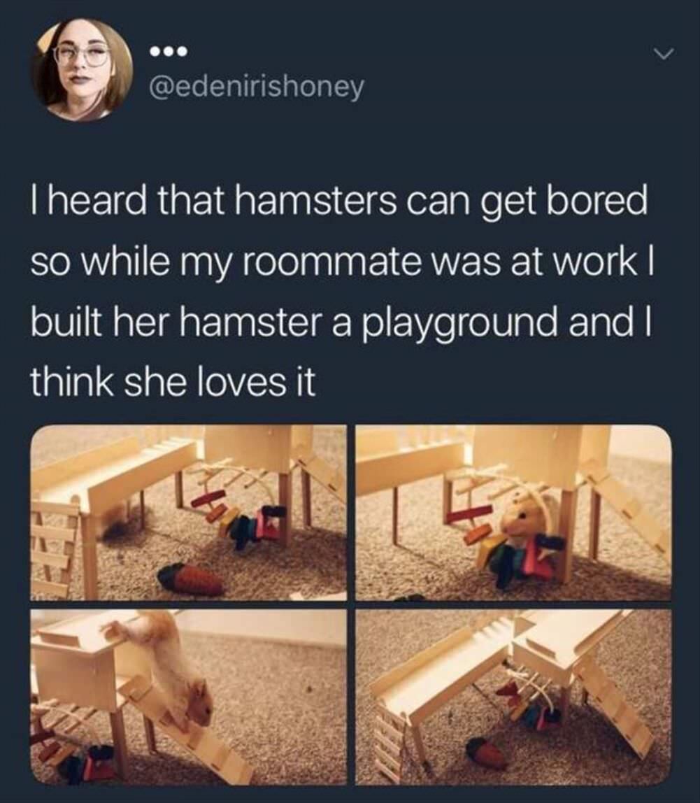 hamsters