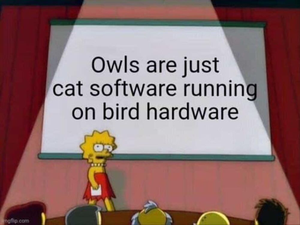 owls