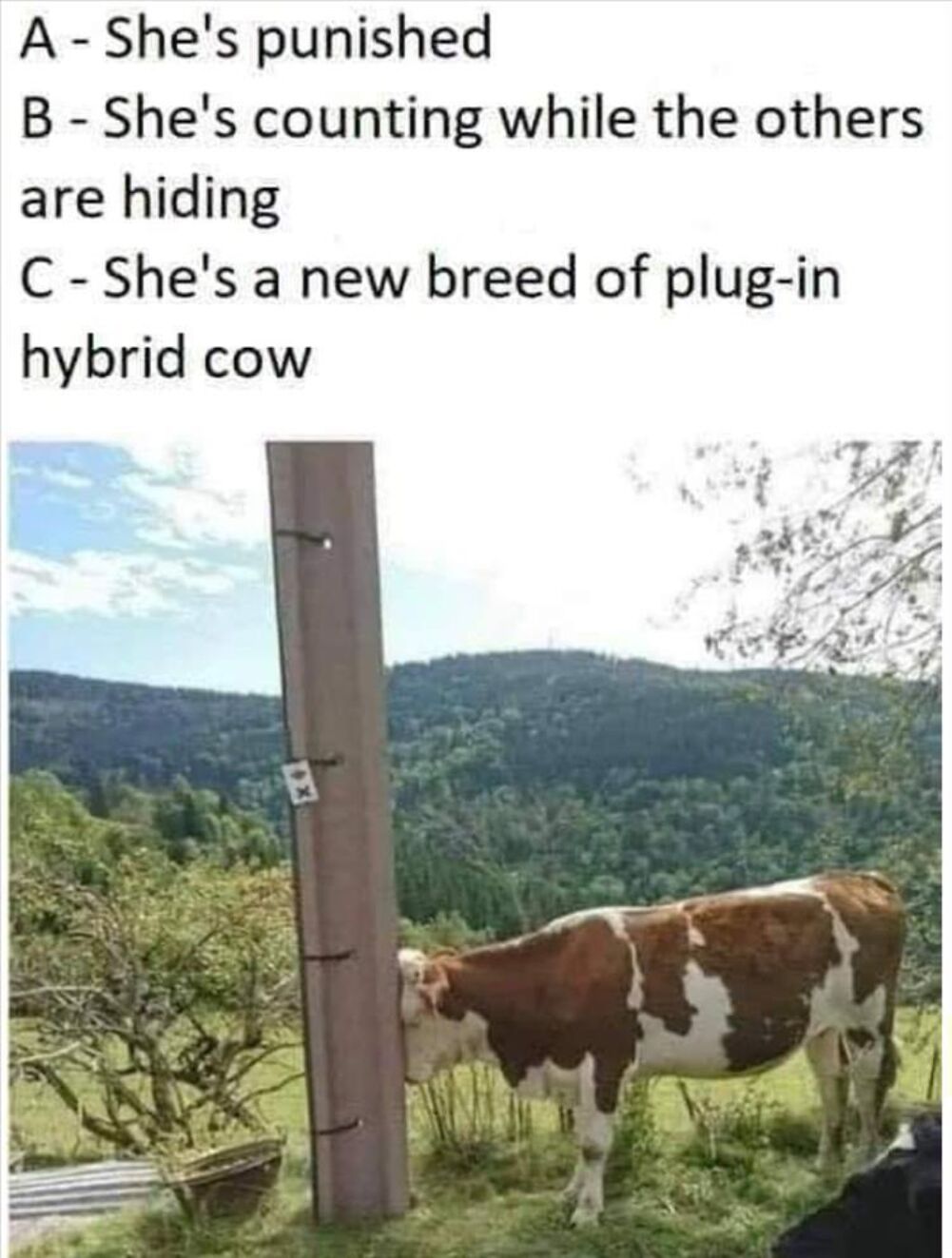 the new plugin cows