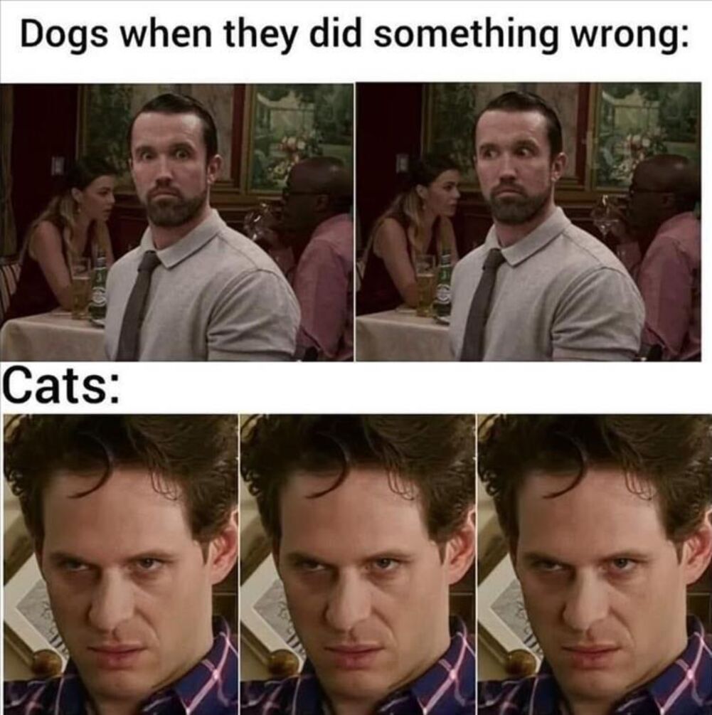 cats