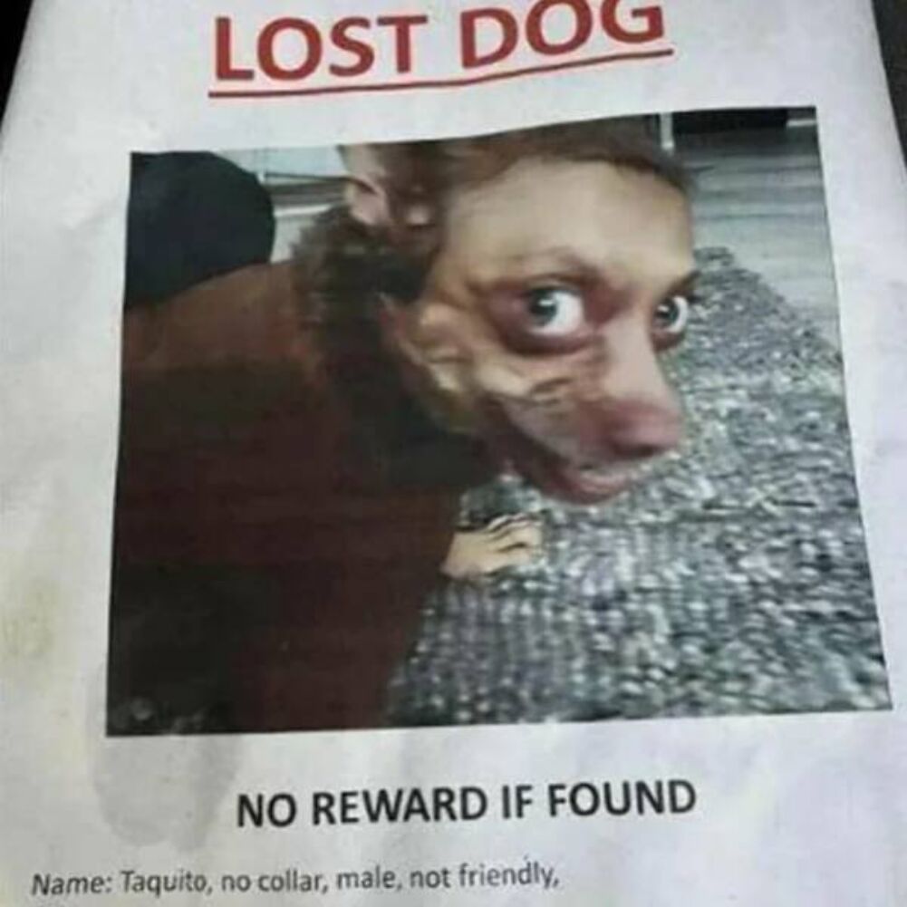 lost dog