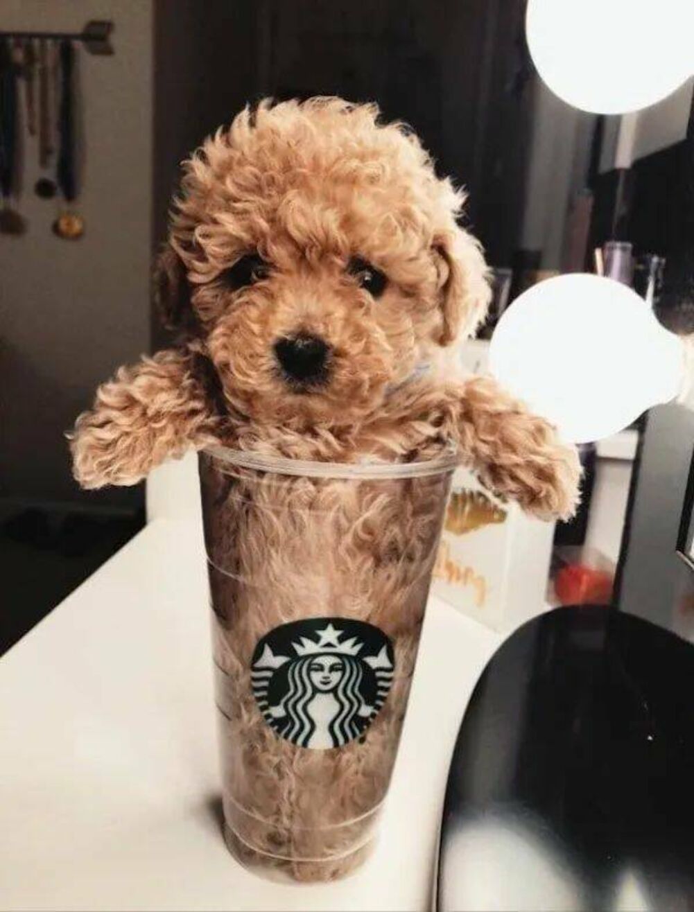 starbucks pupper