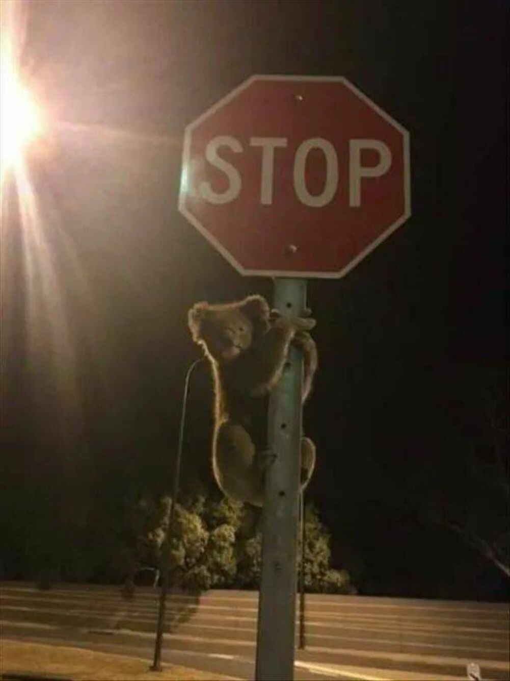 the koala stop