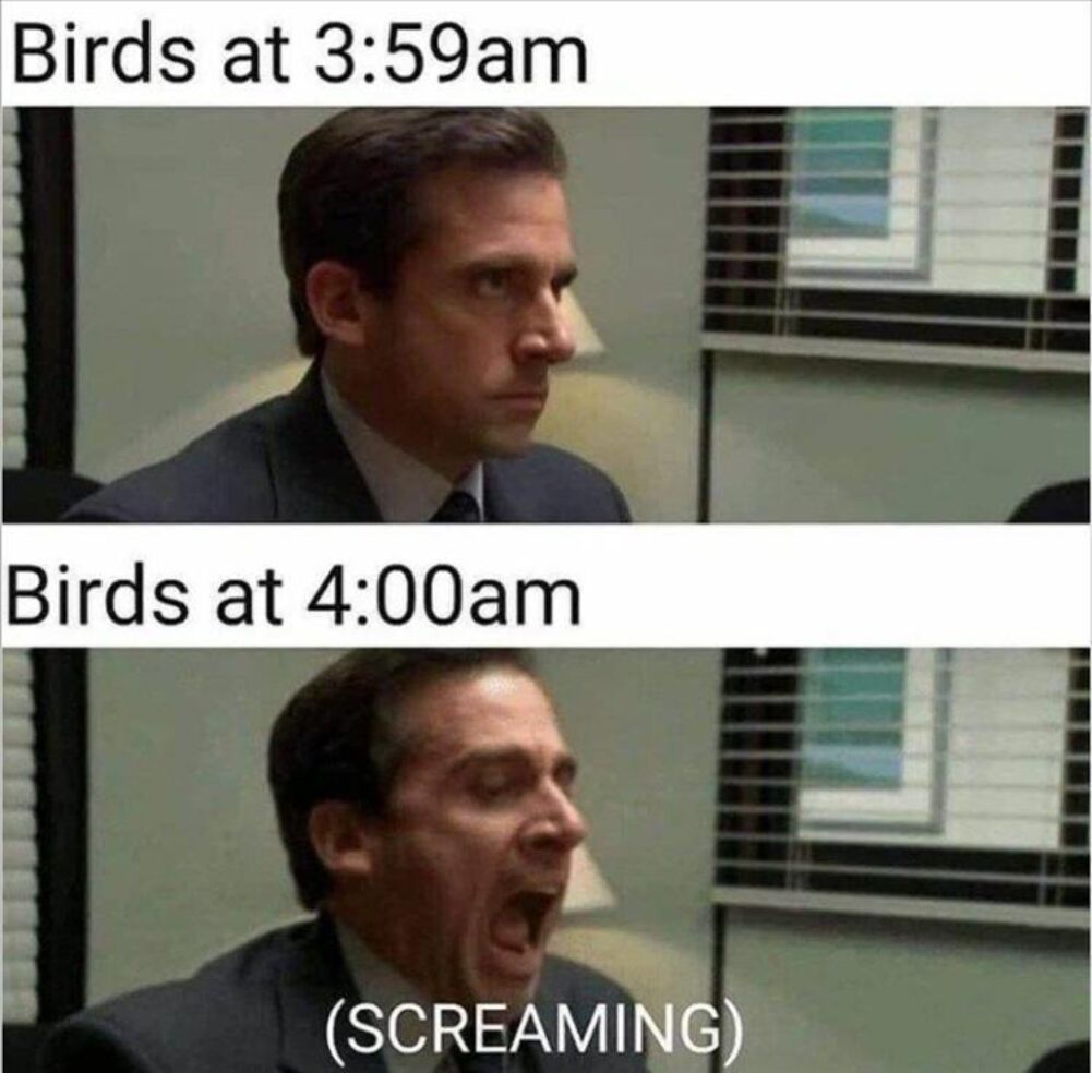 bird schedule