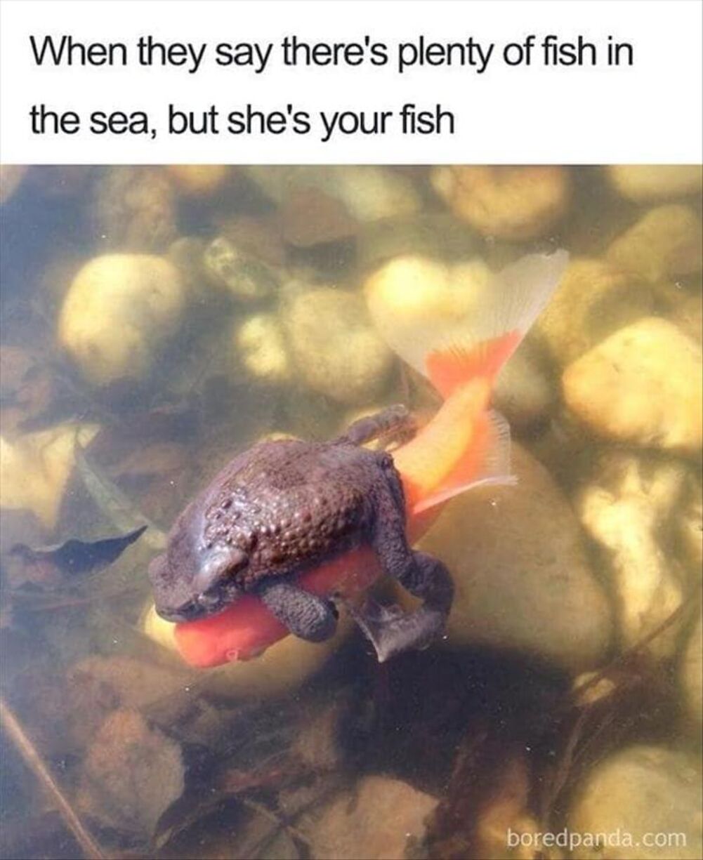 plenty of fish