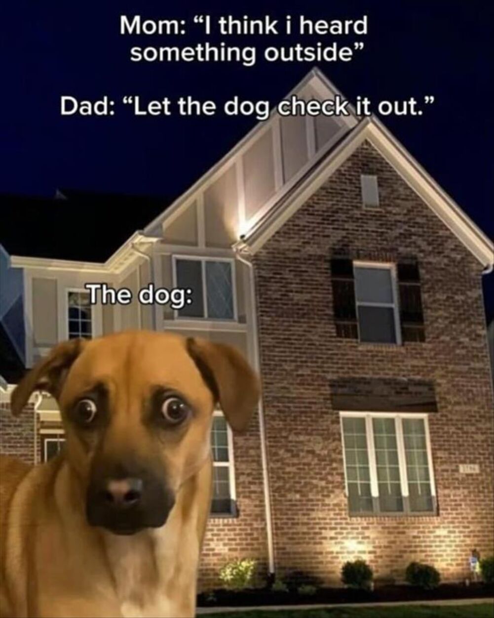 the-dog