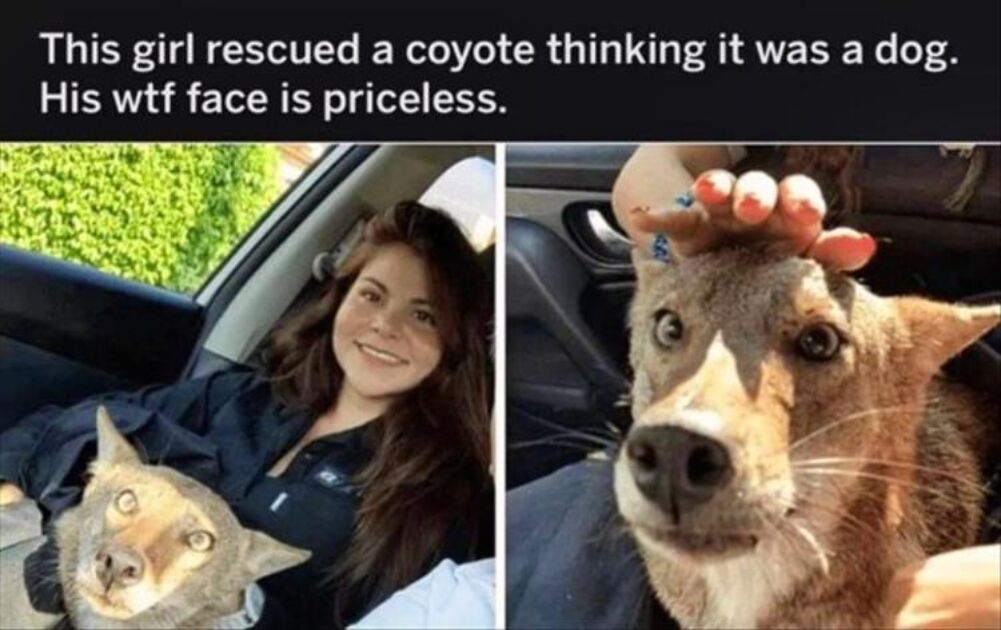 rescued