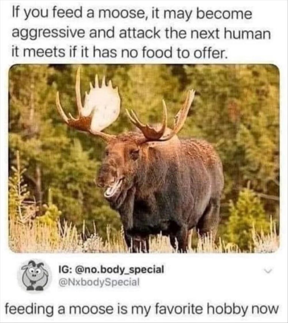 feed a moose