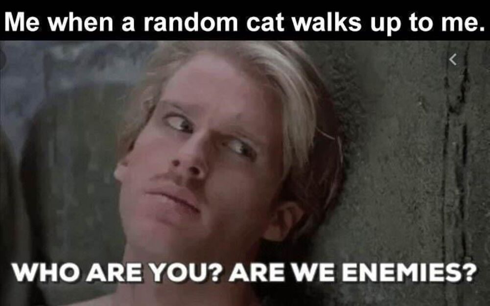 when a random cat