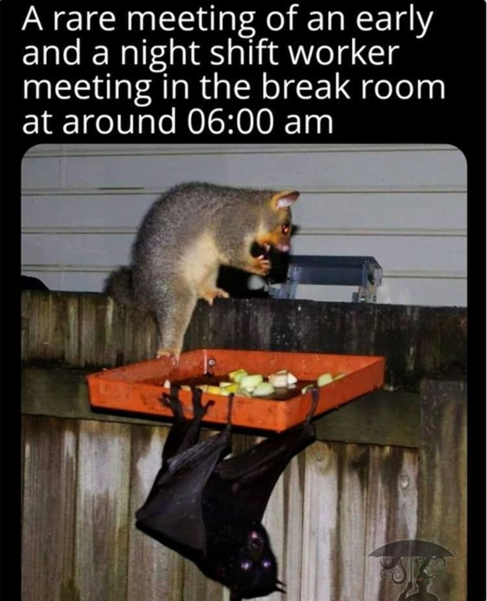 rare meeting